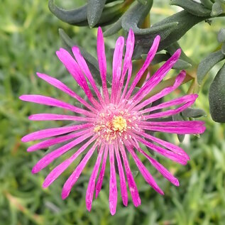 Delosperma hardy mix       (dw)