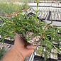 Delosperma hardy mix       (dw)