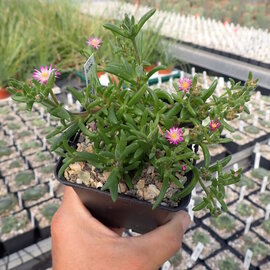 Delosperma brunnthaleri       (dw)