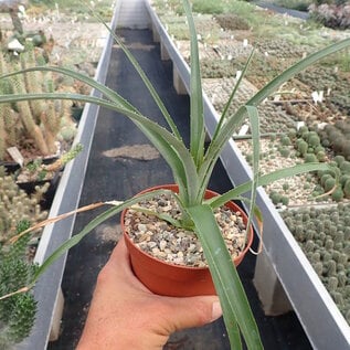 Puya sp.n.  PHA 2751 Cerro Tunari, 3730m, Bolivien