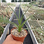 Puya sp.n.  PHA 2751 Cerro Tunari, 3730m, Bolivien