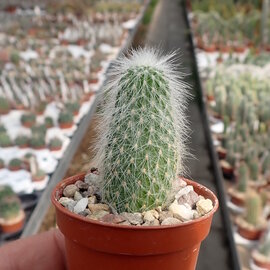 Cleistocactus strausii