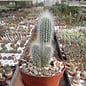 Cleistocactus strausii