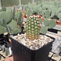 Echinocereus viridiflorus v. robustior HK 1007 Los Pinos, Valencia County, New Mexicó, USA    (dw)