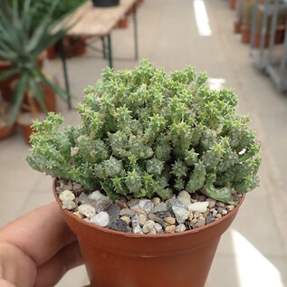 Euphorbia mammillaris cv. Mini