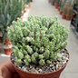 Euphorbia mammillaris cv. Mini