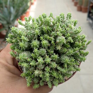 Euphorbia mammillaris cv. Mini