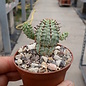 Euphorbia mammillaris f. variegata