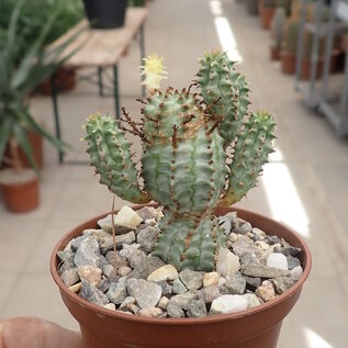 Euphorbia mammillaris f. variegata