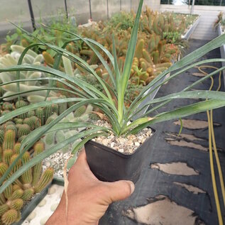 Yucca spec.       (dw)