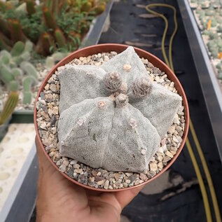 Astrophytum myriostigma