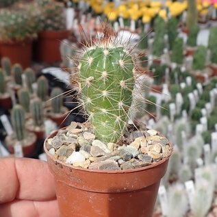 Pilosocereus gounellei ssp. zehntneri