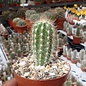 Pilosocereus gounellei ssp. zehntneri