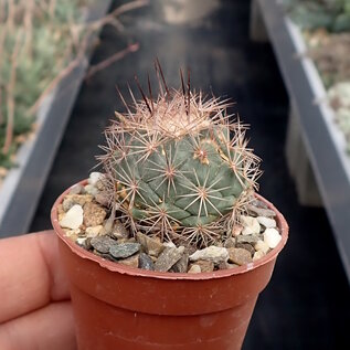 Coryphantha longicornis