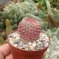 Echinocereus rigidissimus ssp. rubrispinus L 088 Sierra Obscura, 2000 m, Chihuahua, Mexiko