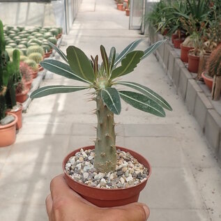 Offer of the month Pachypodium