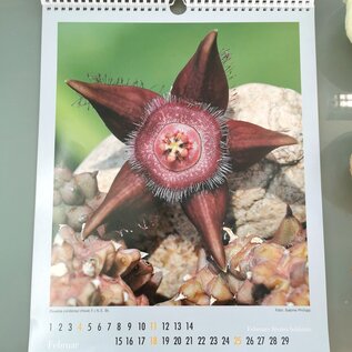 Calendrier cactus et autres plantes succulentes 2023 - Copie