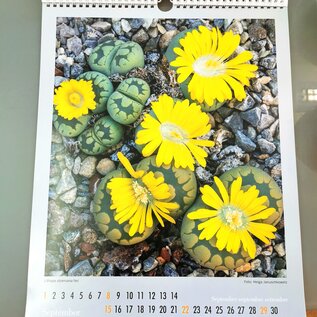 Calendario de cactus y otras suculentas 2023 - Copiar