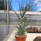 Aloe arborescens v. frutescens