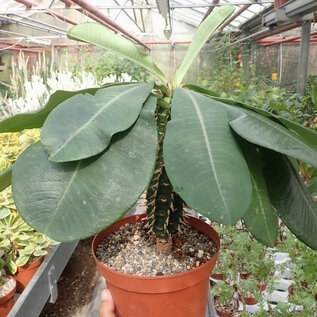 Euphorbia viguieri v. capuroniana