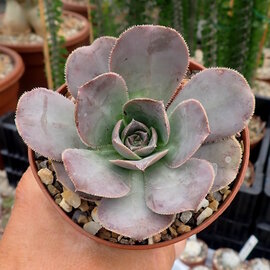 Aeonium escobarii