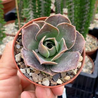 Aeonium escobarii