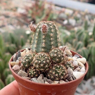 Chamaecereus silvestrii-Hybr. Goa Magenta