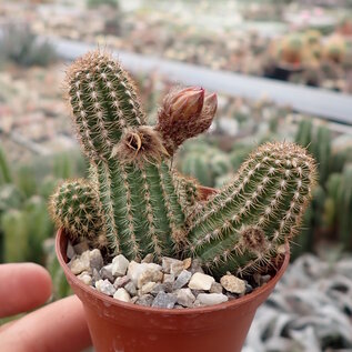 Chamaecereus silvestrii-Hybr. Goa Yellow