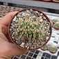 Echinocactus grusonii     cristata