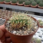 Echinocactus grusonii     cristata