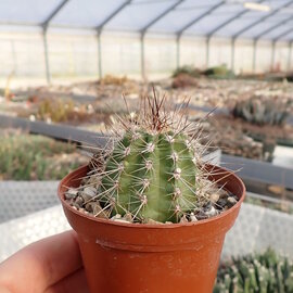 Echinocereus mombaueri  L 1248 Hidalgo-Observatorio B.C.