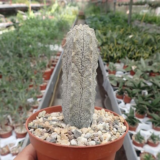 Euphorbia abdelkuri