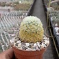 Mammillaria carmenae