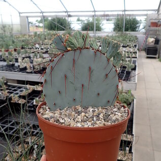 Opuntia macrocentra cv. Ebomelacantha      (dw)