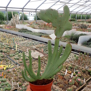 Senecio antheuphorbium     cristata