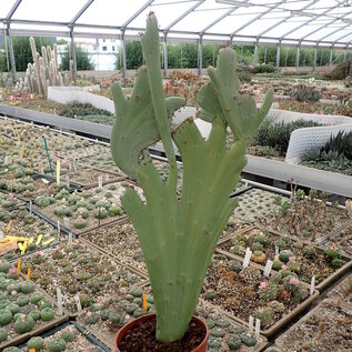 Senecio antheuphorbium     cristata