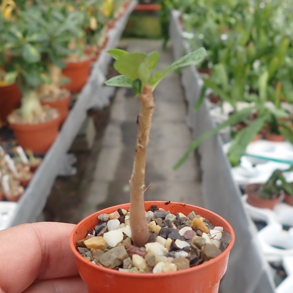 Adenium boehmianum Uhlig Kakteen Über 5000 verschiedene Arten