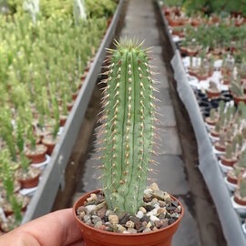 Hoodia pilifera