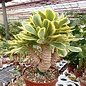 Euphorbia poissonii cv. variegata   gepfr.