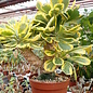 Euphorbia poissonii cv. variegata   gepfr.