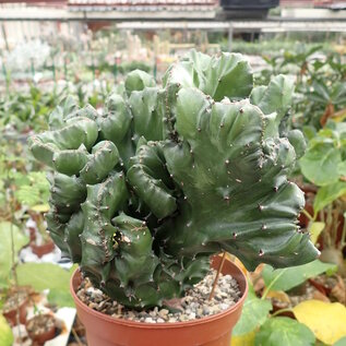 Euphorbia mayuranathani    Indien gepfr. cristata