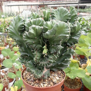 Euphorbia mayuranathani    Indien gepfr. cristata