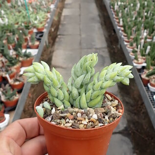 Sedum morganianum