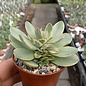 Crassula cv. Money Maker variegata