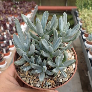 Senecio  cv. Azul