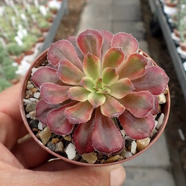 Aeonium cv. Mardi Gras