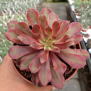 Aeonium cv. Mardi Gras