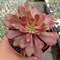 Aeonium cv. Mardi Gras