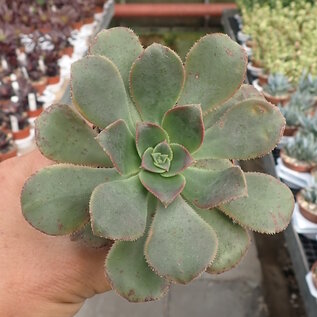 Aeonium davidbramwellii