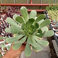 Aeonium davidbramwellii